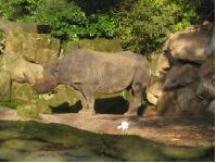 Nashorn in der Sonne